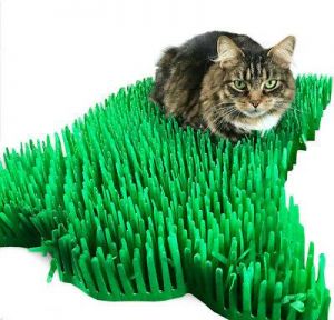 צעצועים לחיות מחמד דשא לחתולים